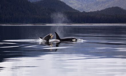Southern Resident Killer Whale Habitat