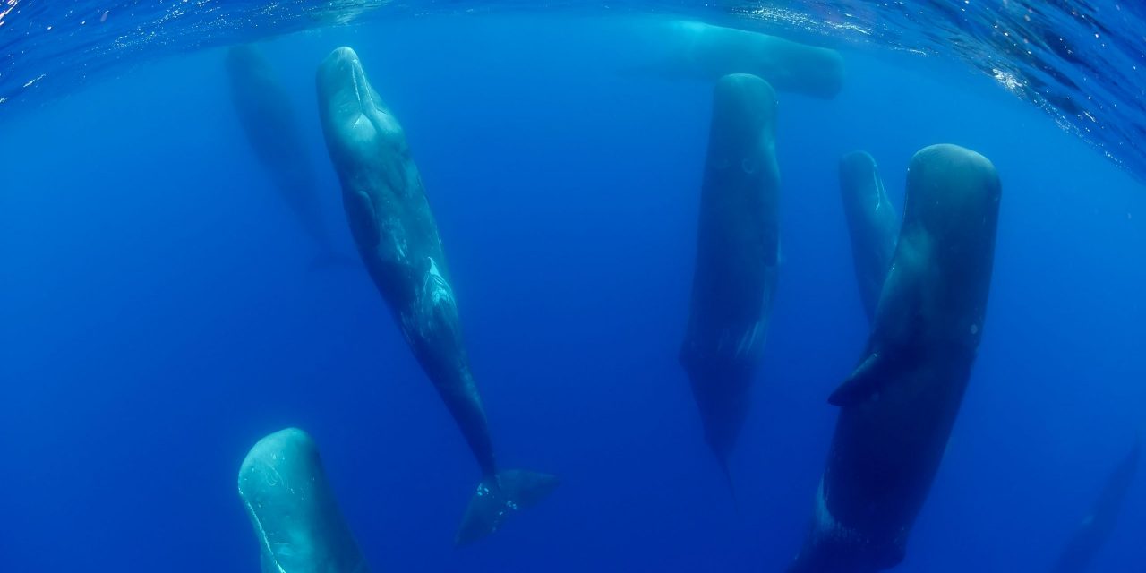 How Do Whales and Dolphins Sleep?