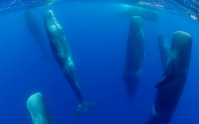 How Do Whales and Dolphins Sleep?