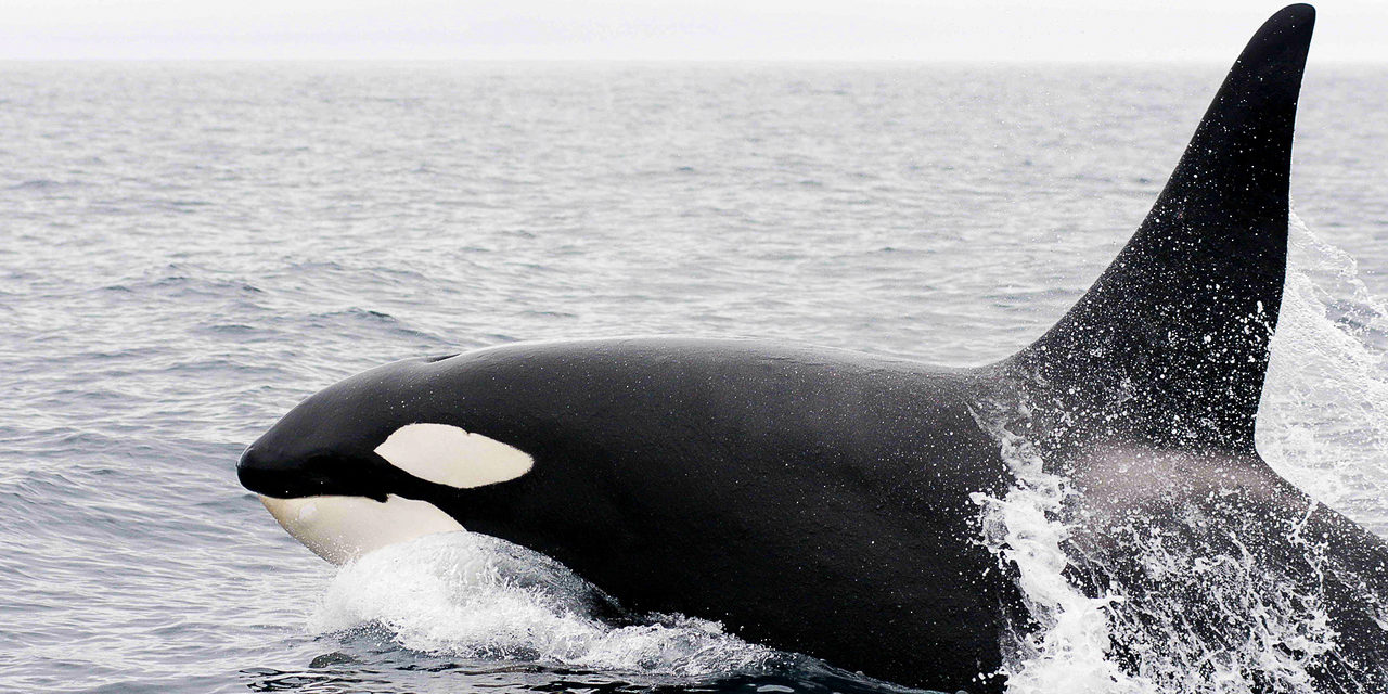400-Meter Separation from Southern Resident Killer Whales in B.C. – Territory Extended