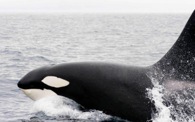 400-Meter Separation from Southern Resident Killer Whales in B.C. – Territory Extended