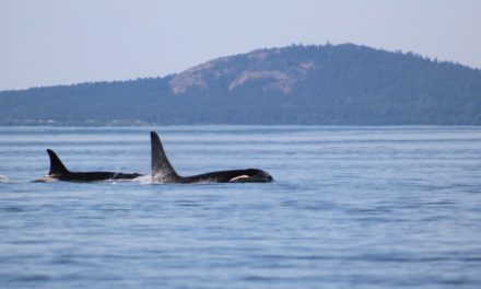 Boaters Encouraged to be Whale Wise for Orca Action Month