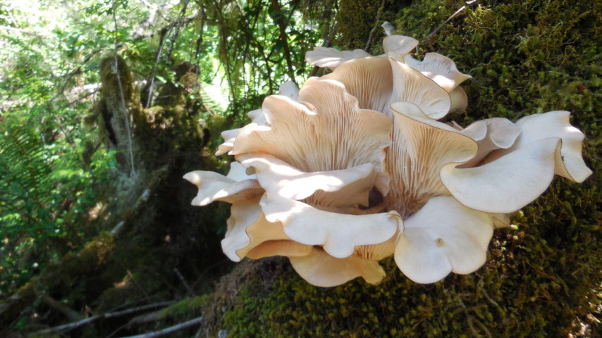 Flower-shaped Tree Fungi