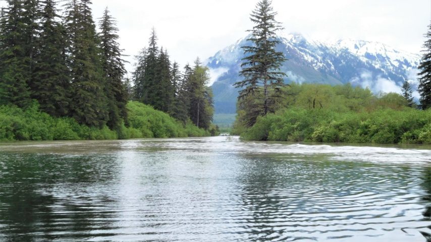 A narrow side channel on the Stikine, mountains in the background