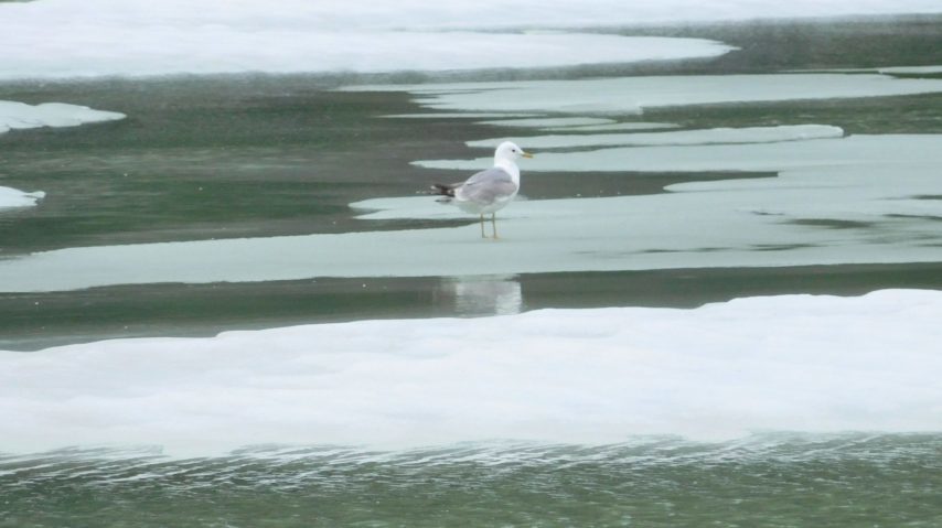 Bird standing on ice near Shakes Glaciers of the Stikine