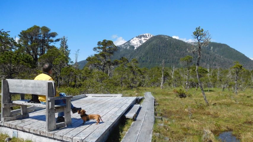 Viewing platform and rest stop on tundra boardwalk trail, Kupreanof