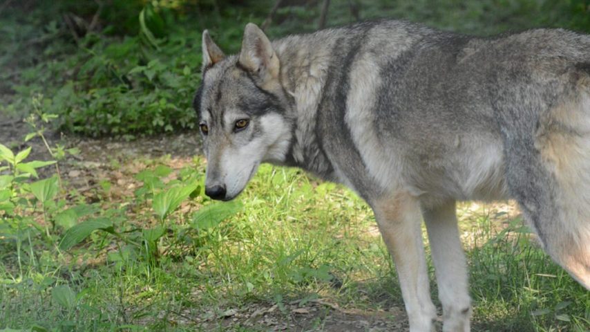 Wolf photo showing broad nose and nose pad