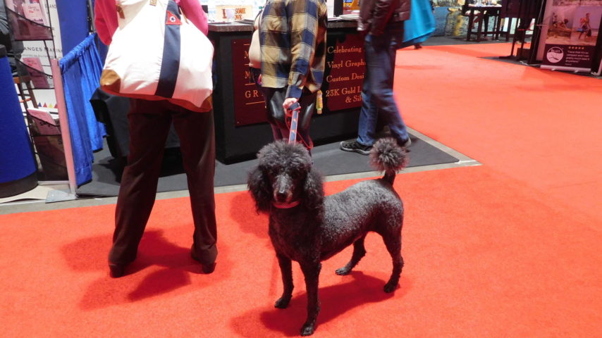 A black Poodle at the Seattle Boat Show