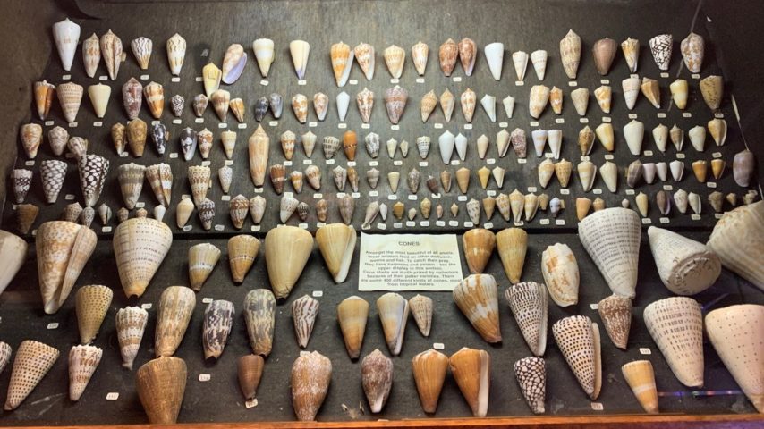 Photo showing cone shells displayed at Port Gamble General Store