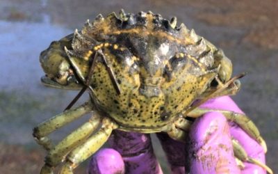 Report Sightings of the European Green Crab