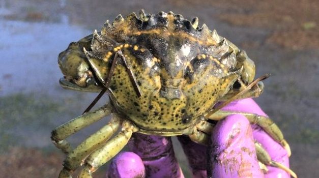 Report Sightings of the European Green Crab