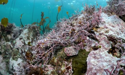 Tula Foundation Hakai Institue Appointed by United Nations as the Northeast Pacific Ocean Research Collaborative Center