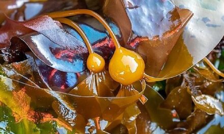 A Biobank for Kelp Seeds