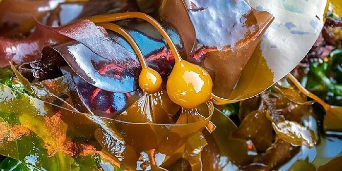 A Biobank for Kelp Seeds