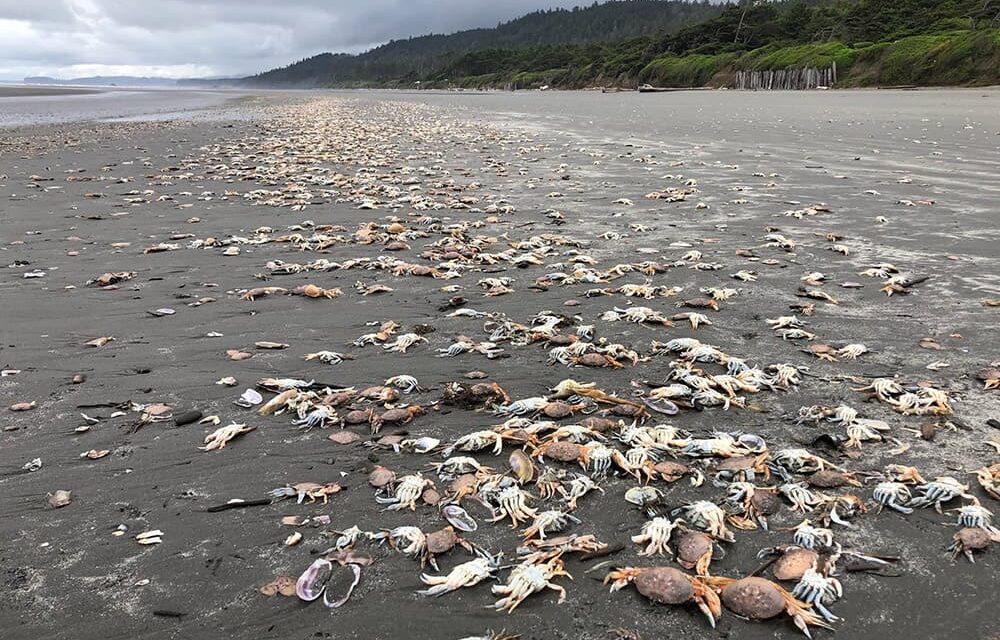 Dungeness Crab Dying from Hypoxia – Research Underway
