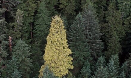 The Golden Spruce of Haida Gwaii