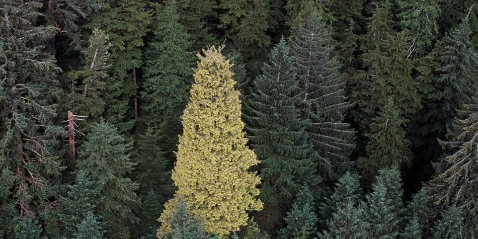 The Golden Spruce of Haida Gwaii