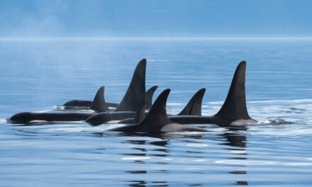 1,000 Yards from Southern Resident Killer Whales –  Washington State Passes Bill