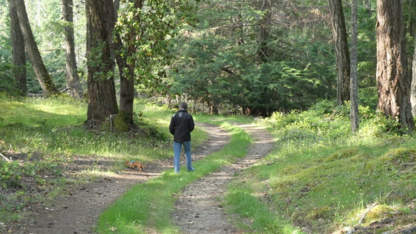 Road type trail through the forest on Valdes Island