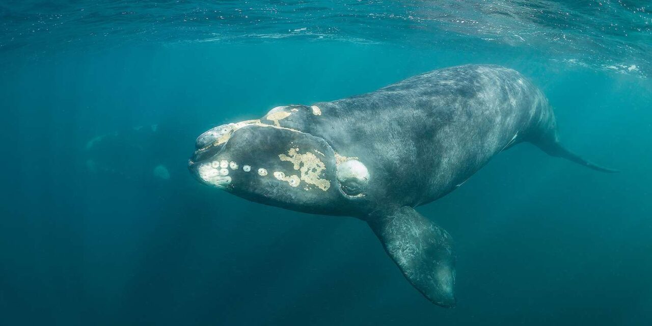 Proposed NOAA Regulation – North Atlantic Right Whale