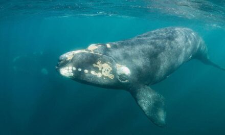 Proposed NOAA Regulation – North Atlantic Right Whale