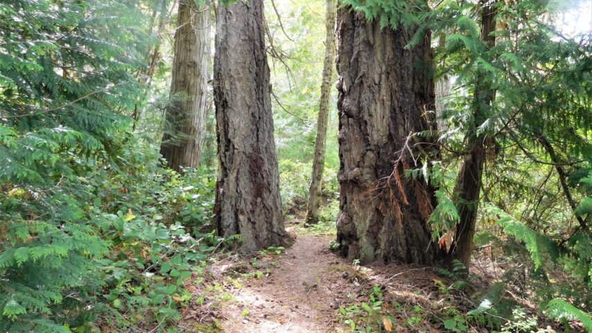 Photo of trail on Bute Island