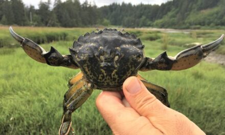Invasion of the European Green Crab