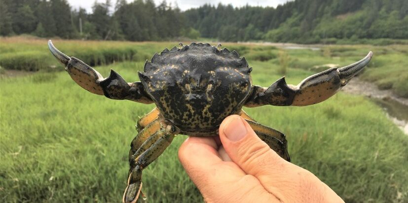 Invasion of the European Green Crab