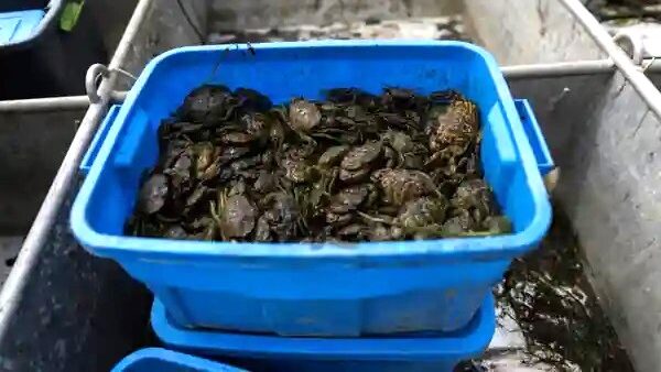 Bin full of invasive green crab in Haida Gwaii