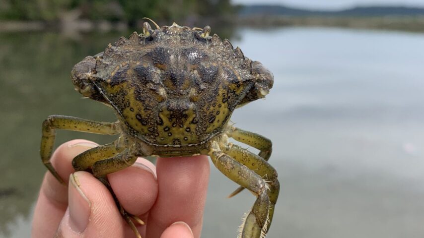 Photo of a small European Green Crab