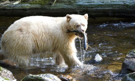 Where Can I See a Kermode Bear?