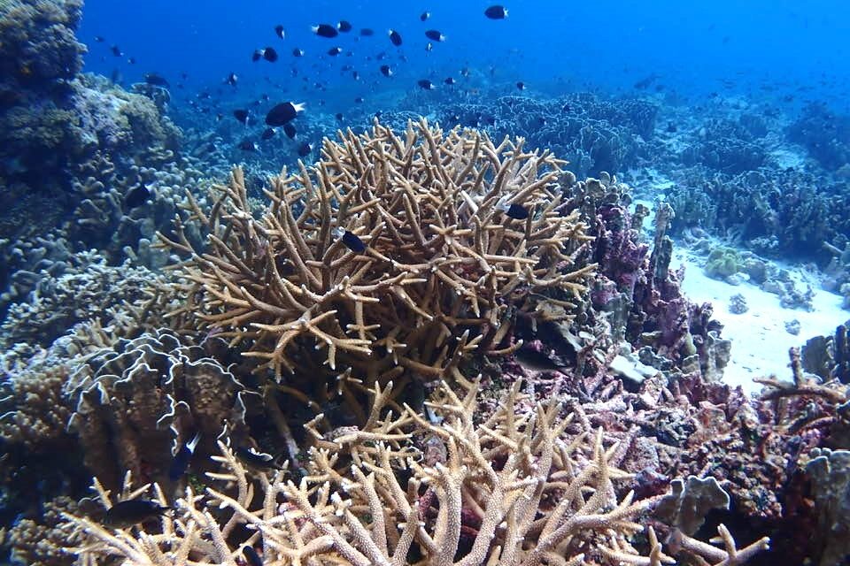 Coral Reef Discovered in Finlayson Channel, British Columbia