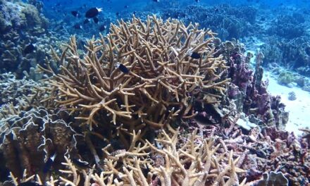 Coral Reef Discovered in Finlayson Channel, British Columbia