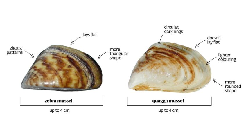 Illustration of the difference between zebra and quagga mussels