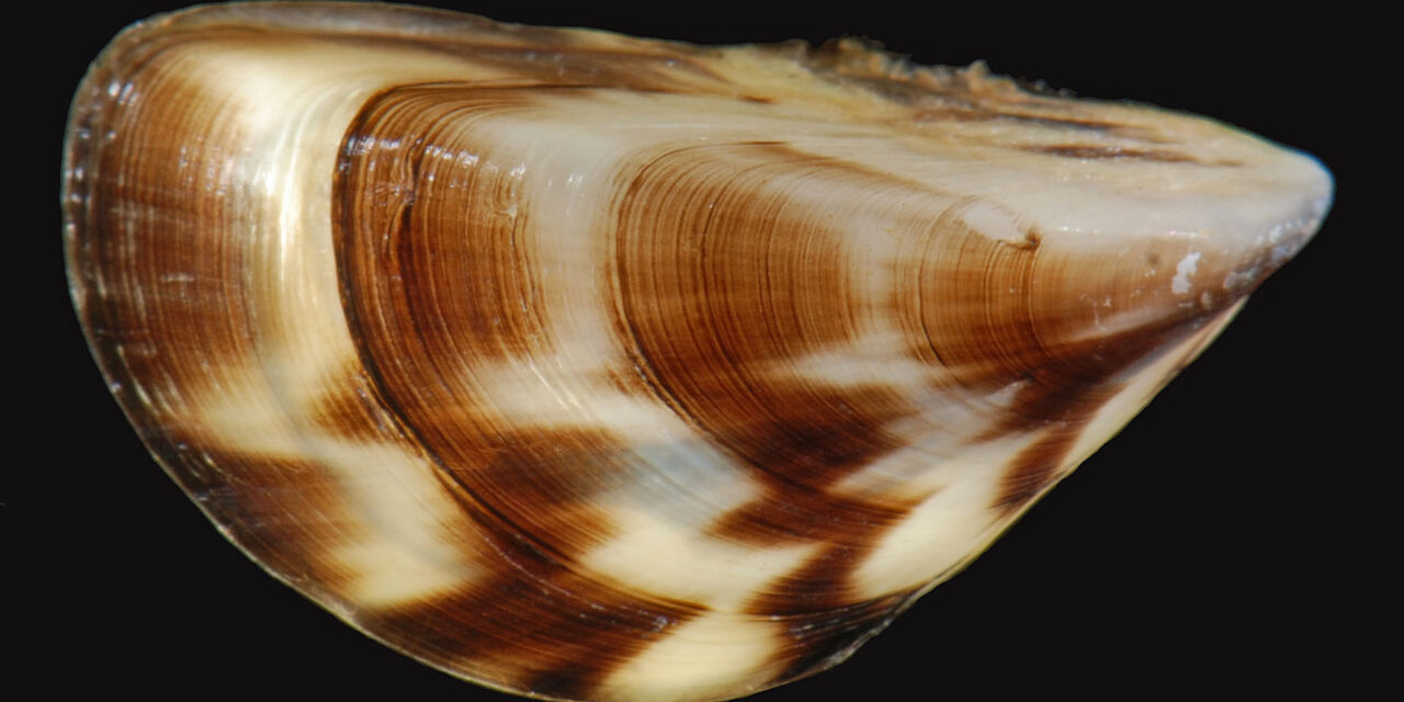 BC Province & Partners Fighting Invasive Mussels