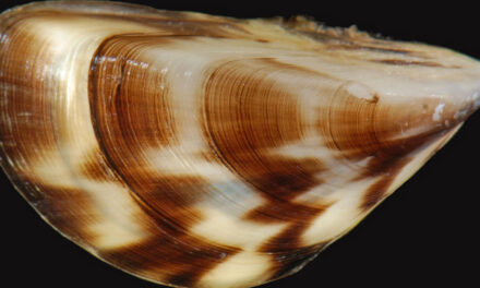 BC Province & Partners Fighting Invasive Mussels