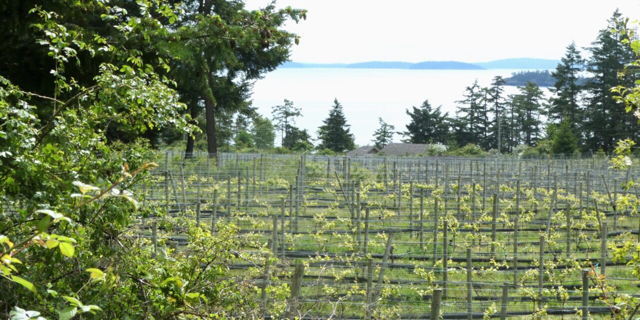 Saturna Island Vineyards and Bistro Are Back