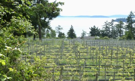 Saturna Island Vineyards and Bistro Are Back