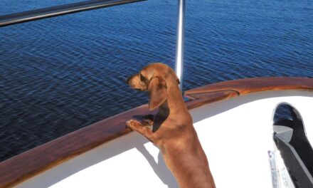 CDC Clarifies Dog Importation Requirements