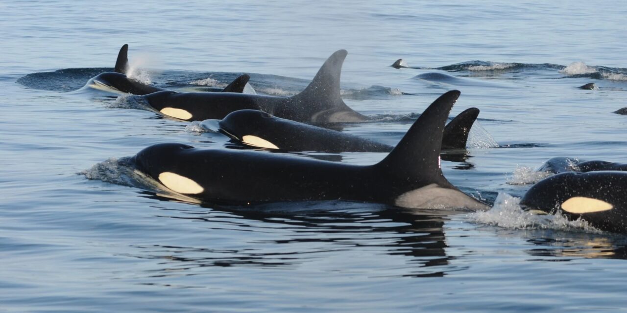 B.C. Marine Mammal Regulations – Proposed Amendments