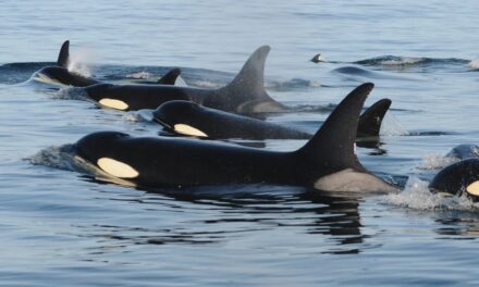 B.C. Marine Mammal Regulations – Proposed Amendments
