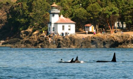 Underwater Whale Detection Expanded – Lime Kiln Point