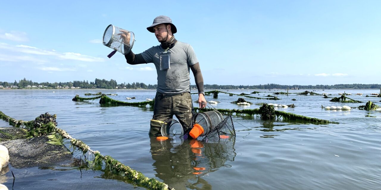 WDFW News Release – European Green Crabs