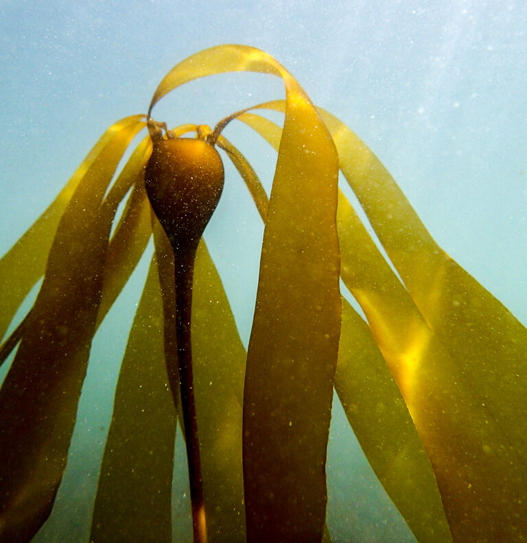 Photo of bulb at top of bull kelp