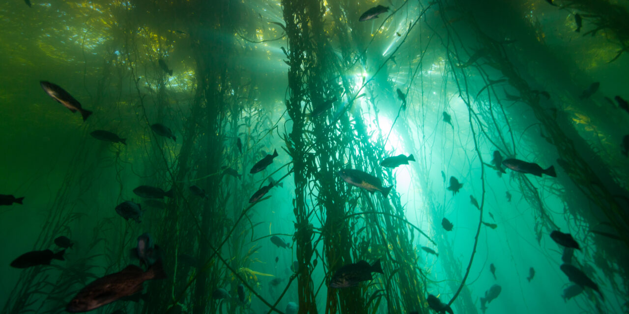 Around the Americas – Bull Kelp Research