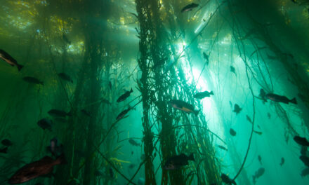 Around the Americas – Bull Kelp Research