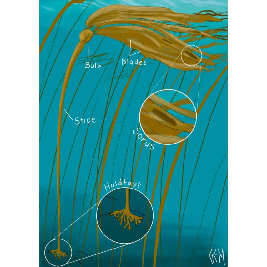 Diagram of bull kelp parts