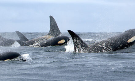 New Salmon Study Prompts Rethink for SRKW