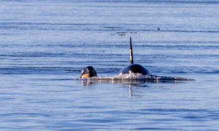 Boaters Must Stay a 1,000 Yards From SRKWs in WA