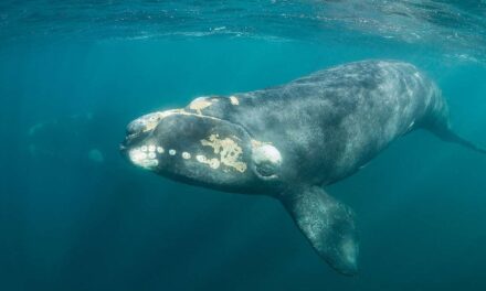 Proposed Amendment Withdrawn – Right Whales